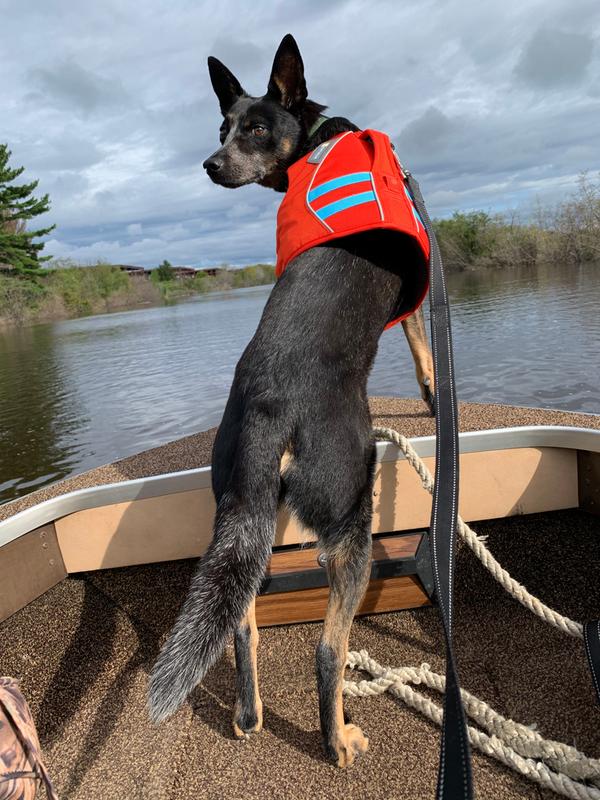 rei dog life vest