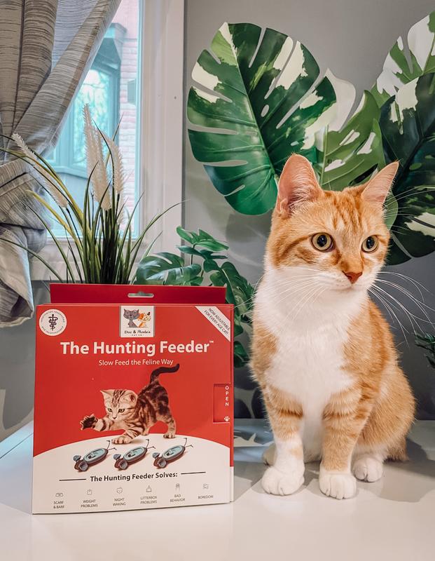 Indoor hunting outlet feeder for cats