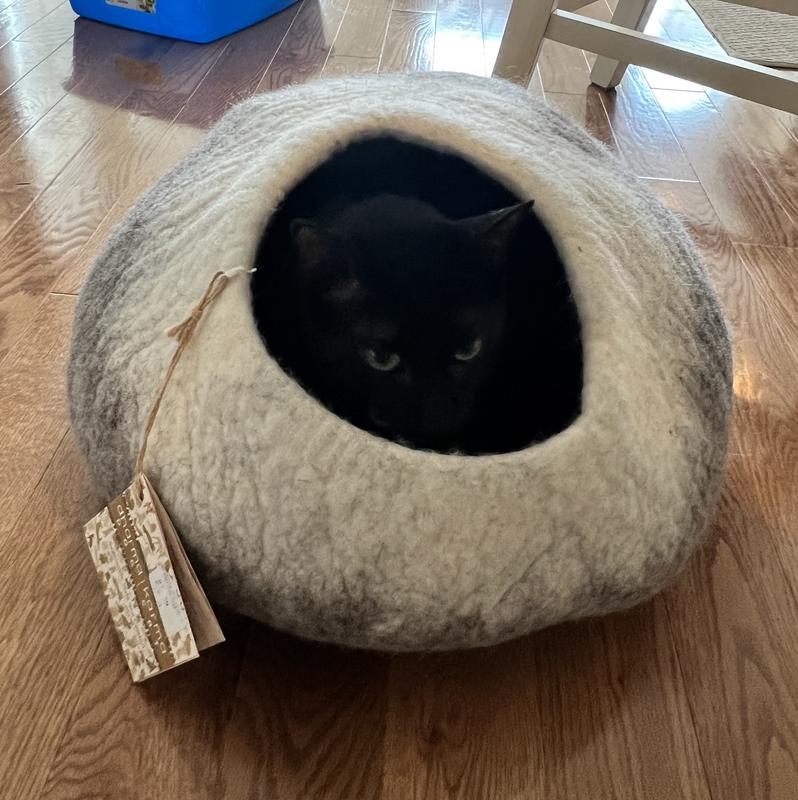 Dharma cat outlet bed