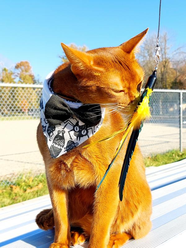 Cat Lures,Turkey Flyer Full Toy Assorted Colours Ren's Pets courses.projects.cs.ksu.edu