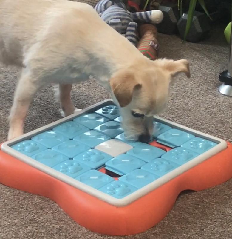 Vista Auction - Outward Hound Nina Ottosson Challenge Slider Interactive  Treat Puzzle Dog Toy, A