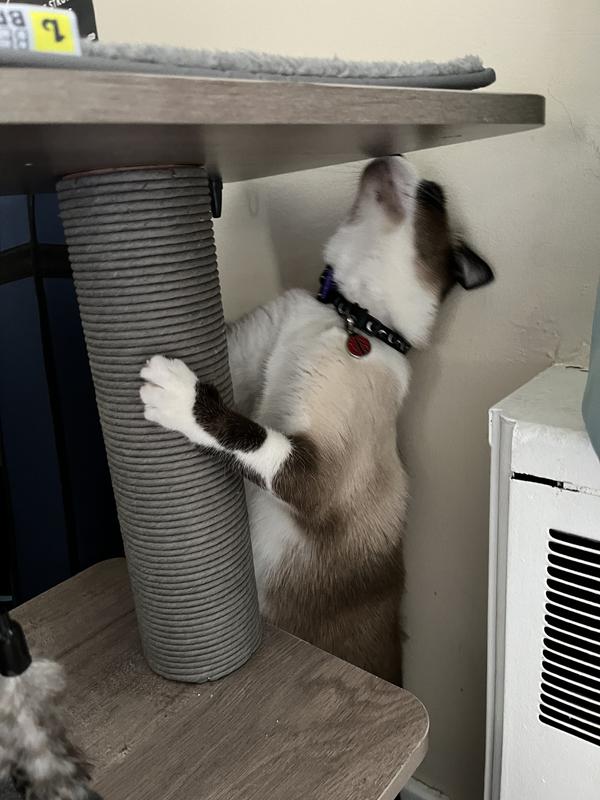 Great and small cat tree hotsell