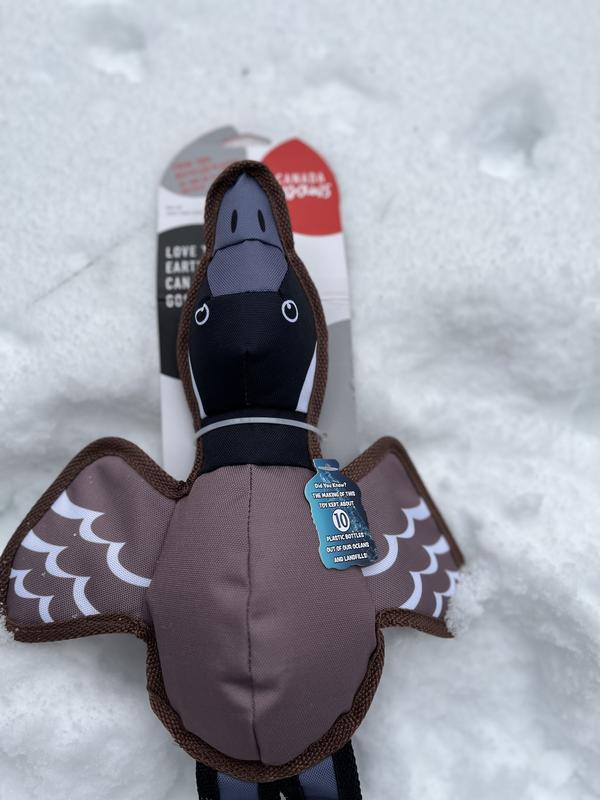 Canadian goose stuffed outlet animal