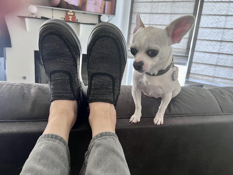 Photo from chihuahuamom