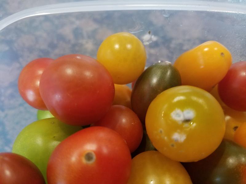 MOLD, DAY TWO!!! INSANE!!!