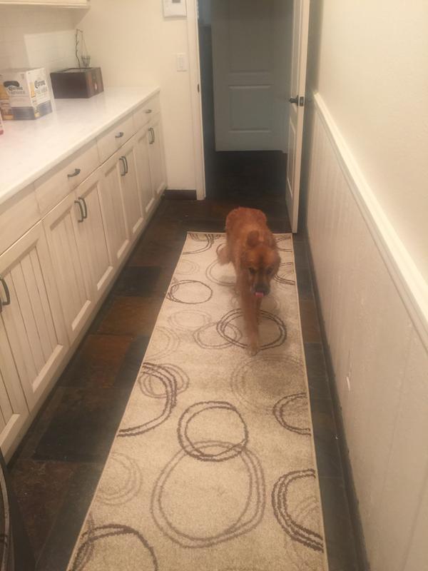 Lola in the laundry room!