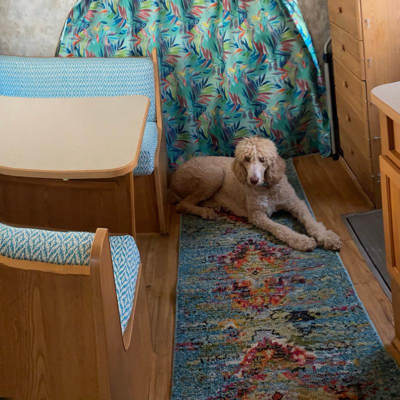 My pup enjoying the beautiful rug