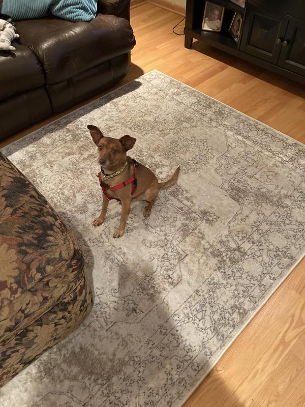Photo from Rugs and Pets