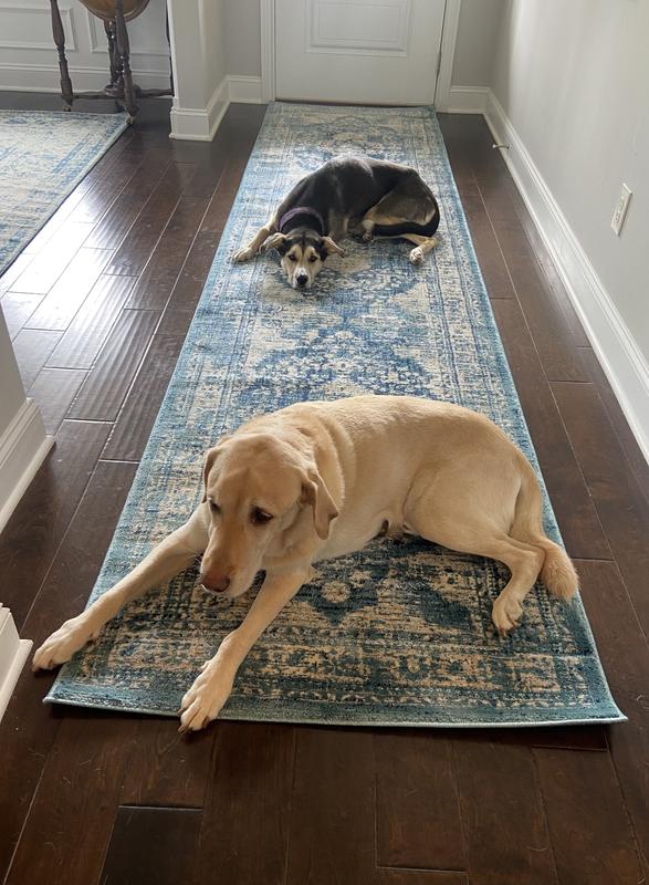 Photo from Yoga and dogs