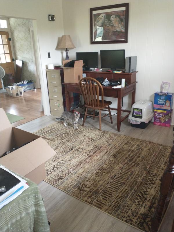 We just moved in and all the floors are wood. So I'm getting rugs for each room!