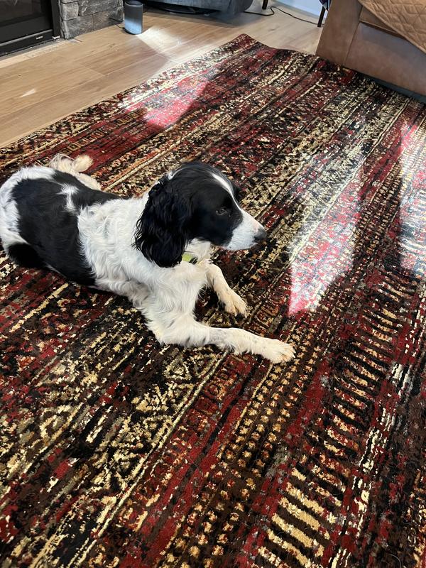 Everyone loves this beautiful rug!