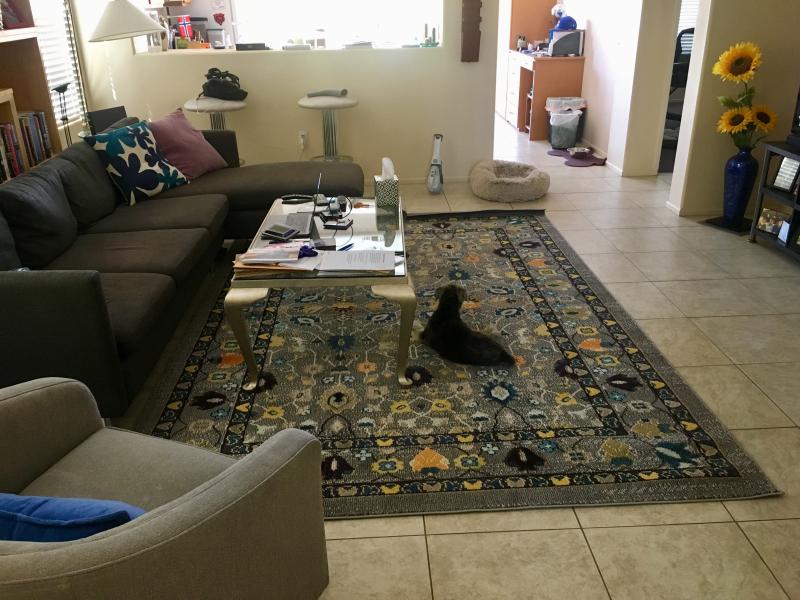 Even my dogs love our new rug!