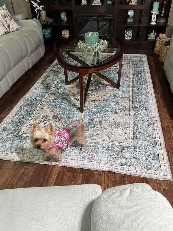 I have a photo-bomb yorkie!