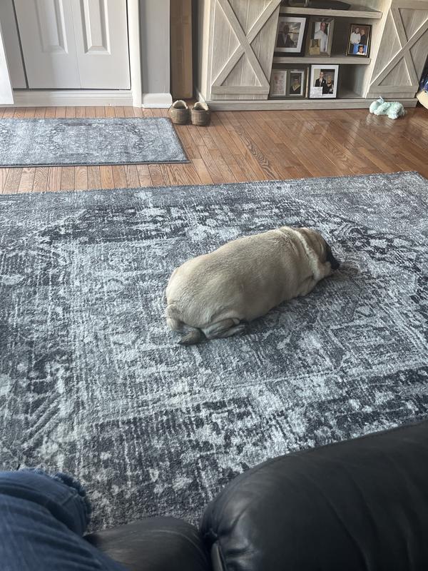 My dog loves the new soft rug