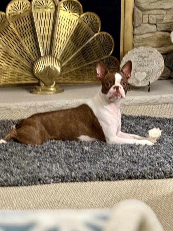 Photo from Dog Mom