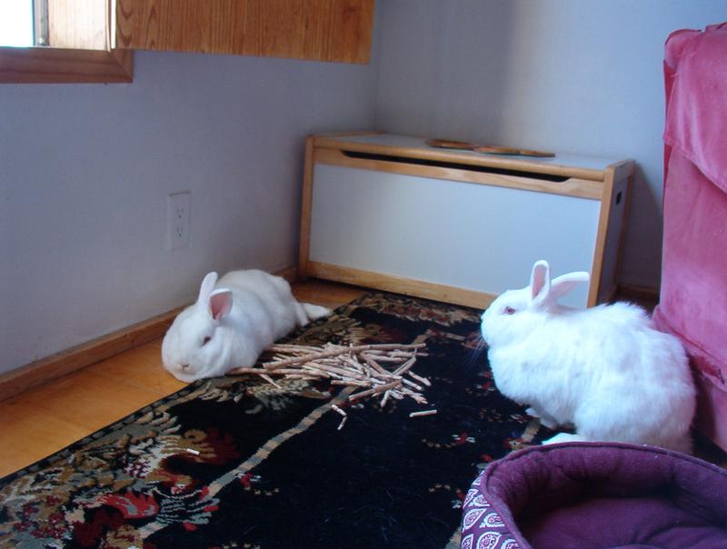 Why didn't she think of this before?!