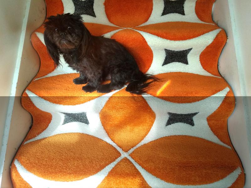 My doggies love the stairs.  Brush stainless steel trim still to be installed.