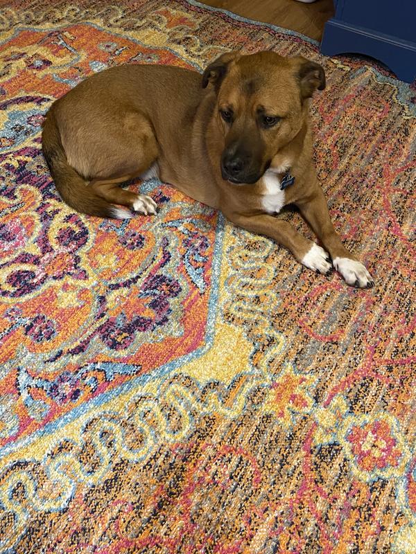 Even our dog approves