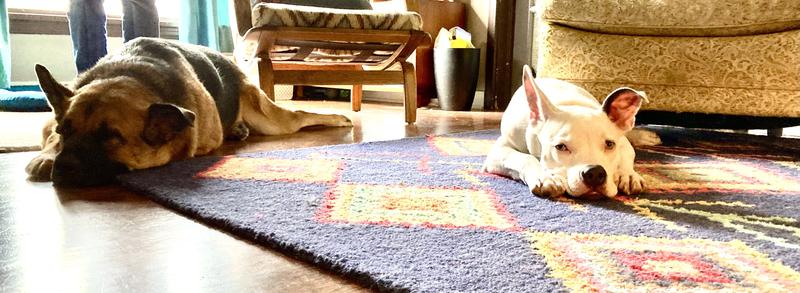 Happy dogs, happy rug