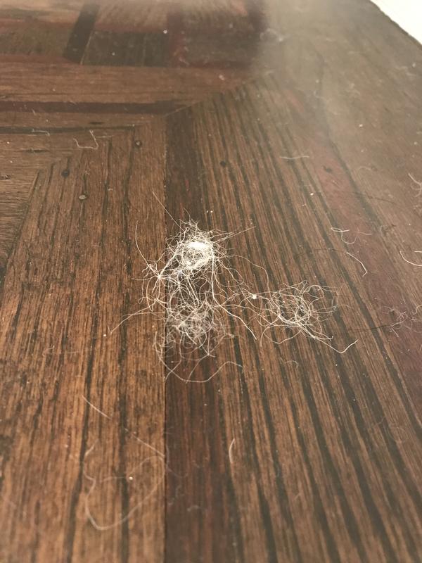 Literally hair all over our living room!