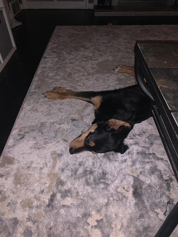 nuLoom Cyme Vintage-Inspired Natalya Gray Area Rug - Macy's