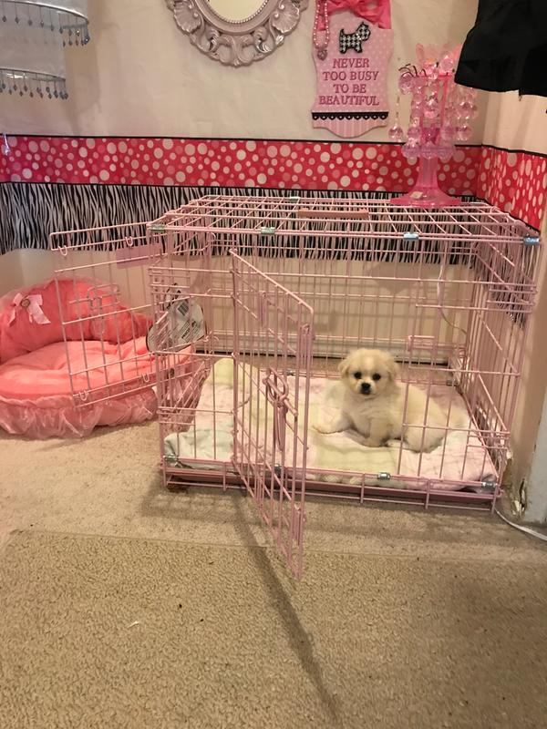 rural king large dog kennel