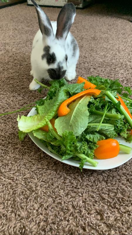 rural king rabbit food