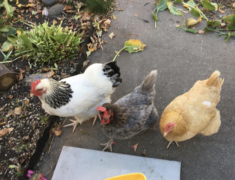 2 Gal Farm Innovators HB-60P Heated Poultry Drinker with Drip-Free Side Mount Nipples Clear