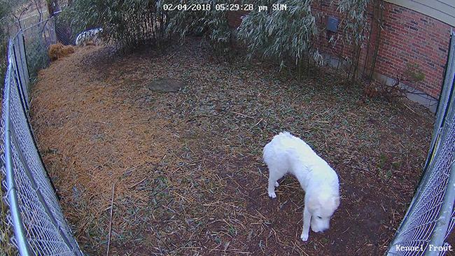 22++ Wireless dog fence rural king