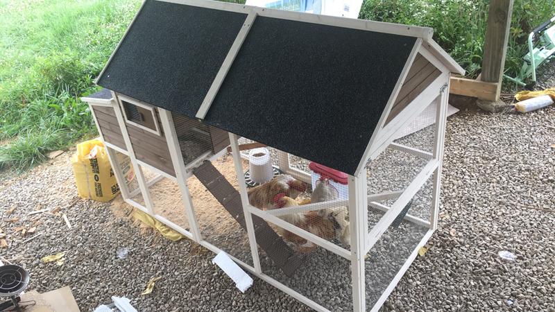 Innovation Pet Coops Feathers Superior Hen House 220 35