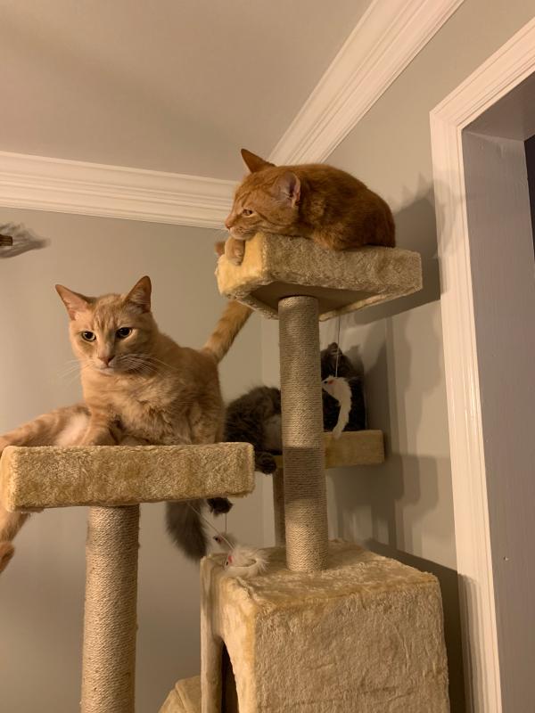 72 bolen 2024 cat tree