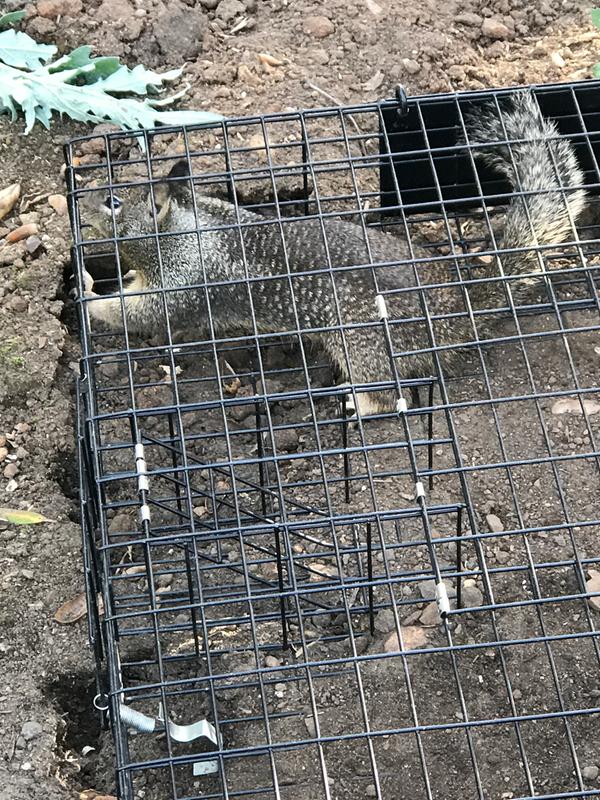 Rugged Ranch Squirrelinator Live Squirrel Trap