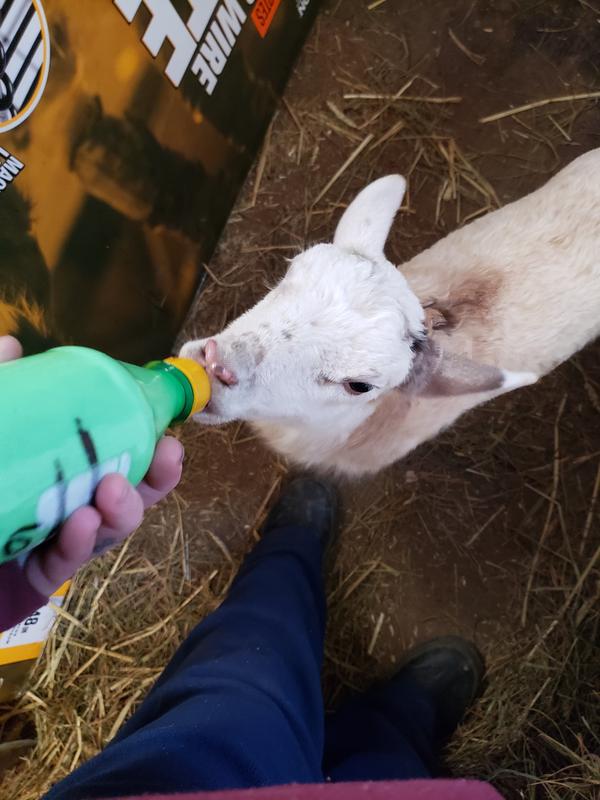 Goat Kid Metal Card Wallet Farmers Animal Present 