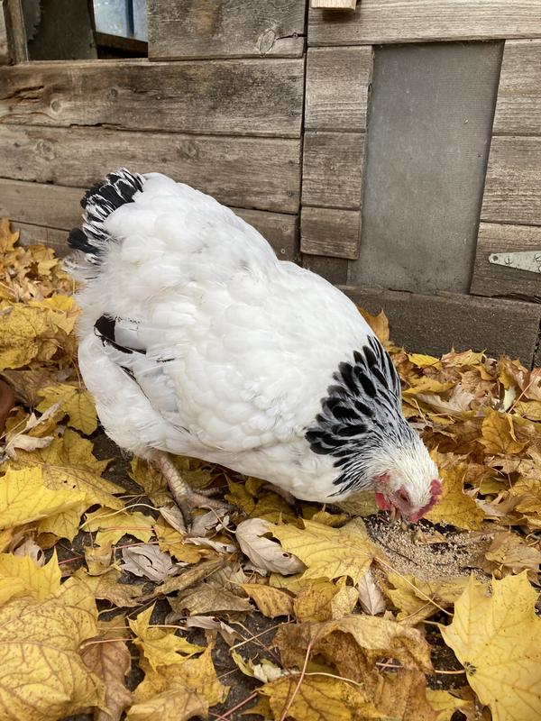 2 Gal Farm Innovators HB-60P Heated Poultry Drinker with Drip-Free Side Mount Nipples Clear