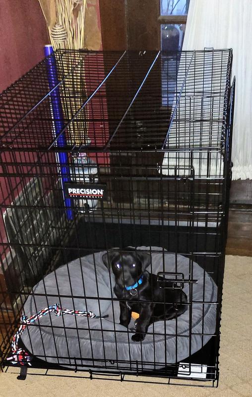 Door 42 Inch Dog Kennel Retriever 2-Door Metal Wire Pet Crate At - Main Image