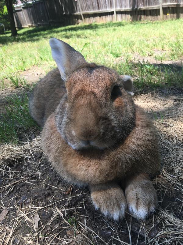 rural king rabbit food