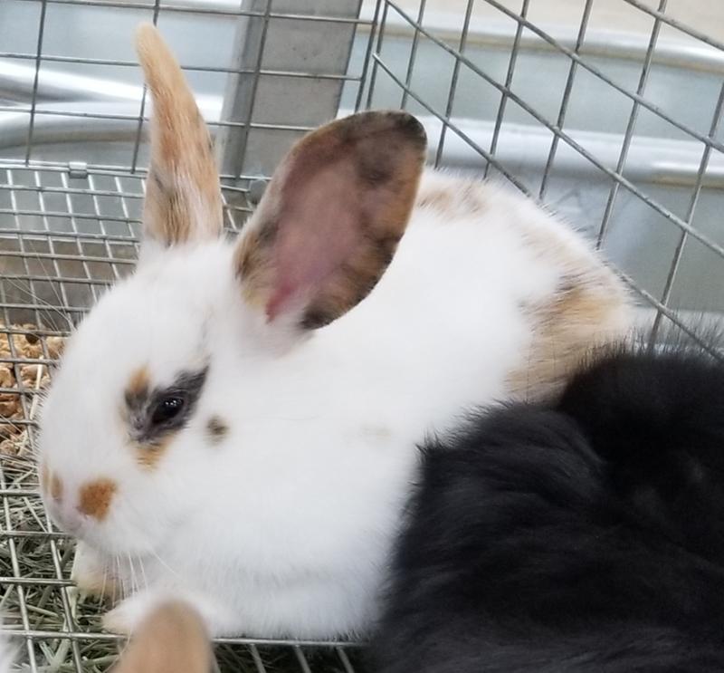 spayed female rabbit for sale