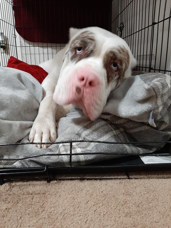 Rural King Dog Kennels atelieryuwa.ciao.jp