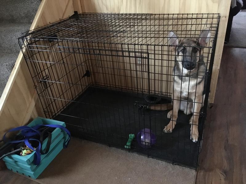 48 dog crate dimensions sale