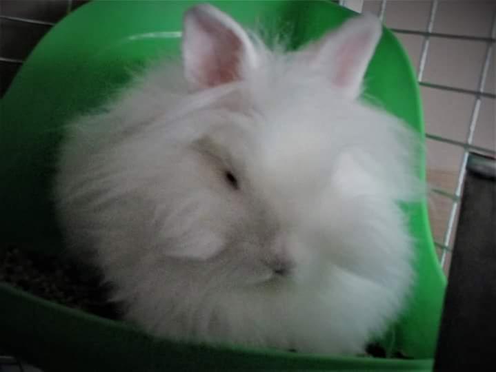 rural king rabbit food