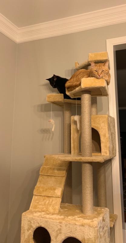 72 bolen hot sale cat tree