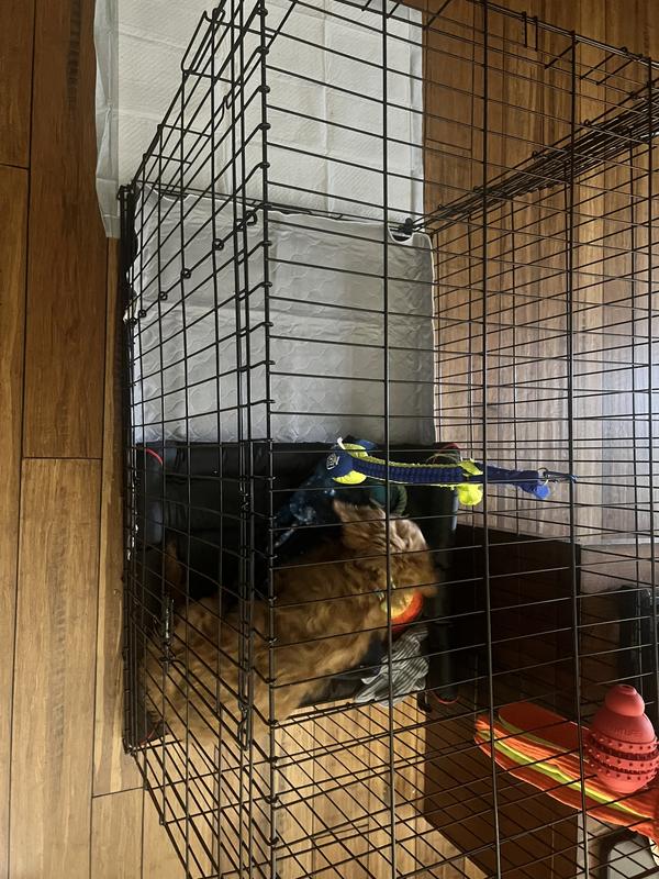What Size Dog Fits In A 42 Inch Crate