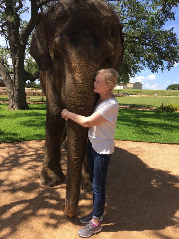 I love elephants. See my Rykas?