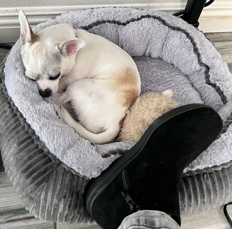 Photo from Chihuahua Mom