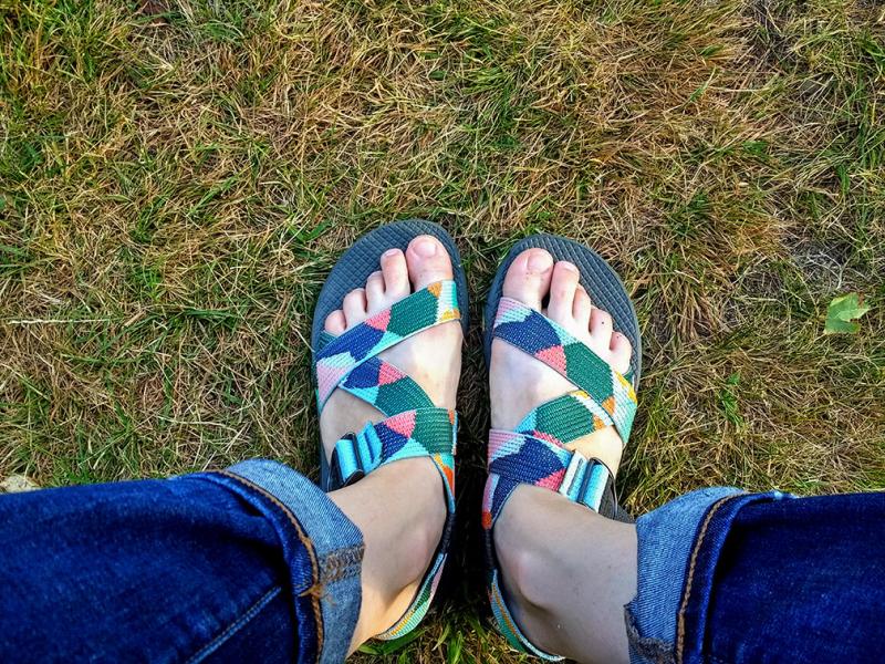 kaleido katydid chaco