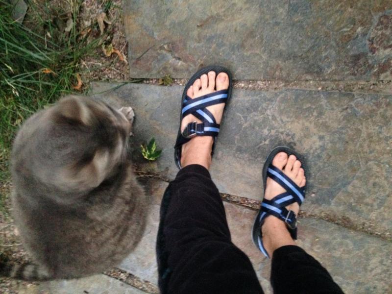 kaleido katydid chaco