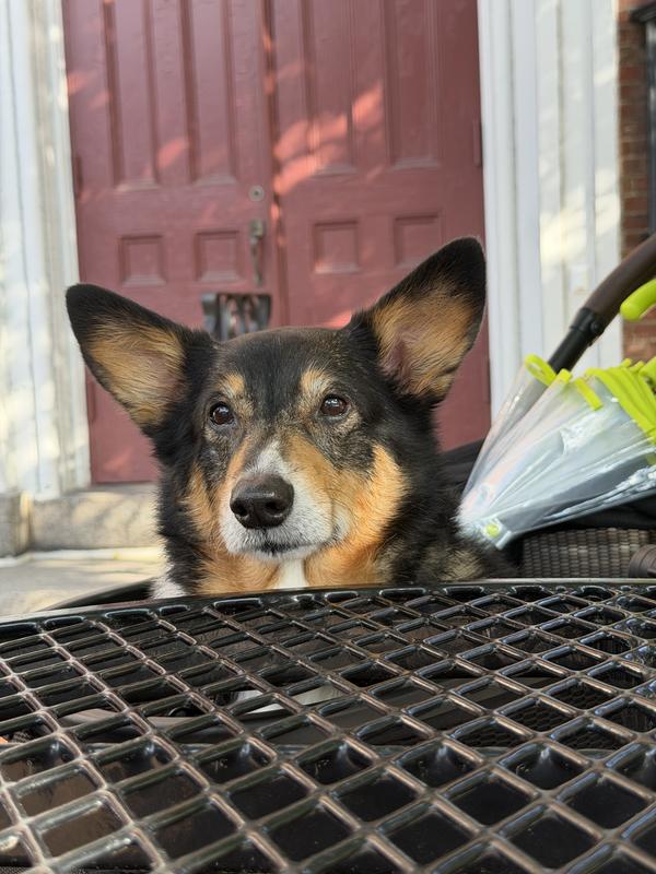 Customer photo for "Perfect for my Corgi!"