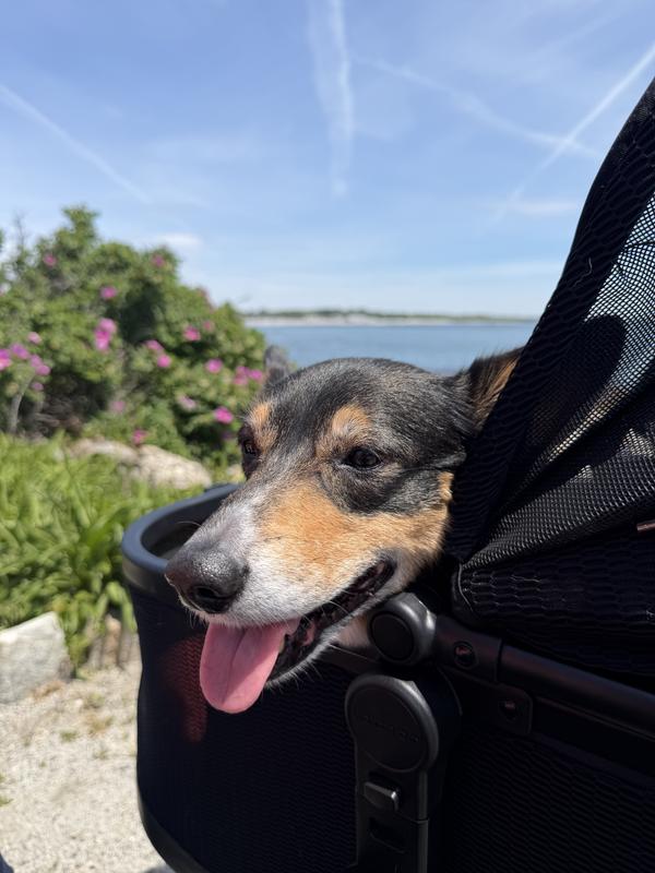 Customer photo for "Perfect for my Corgi!"