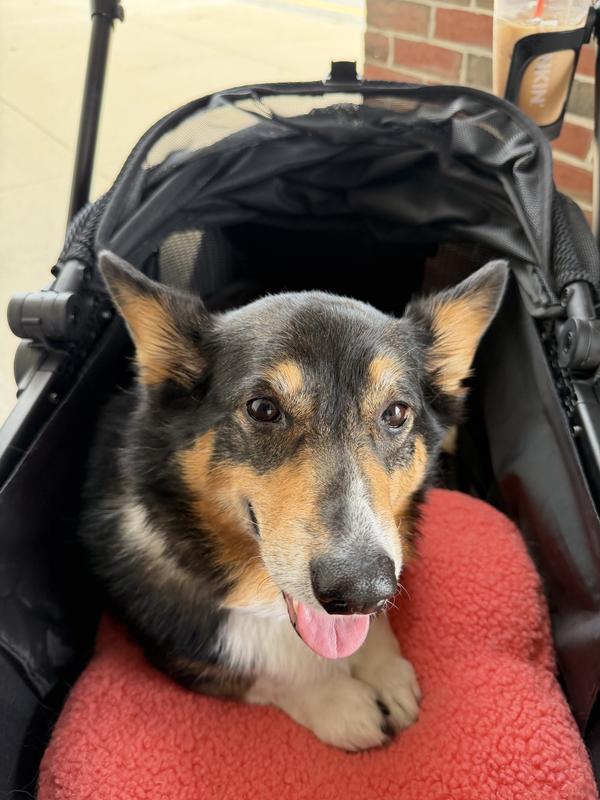 Customer photo for "Perfect for my Corgi!"