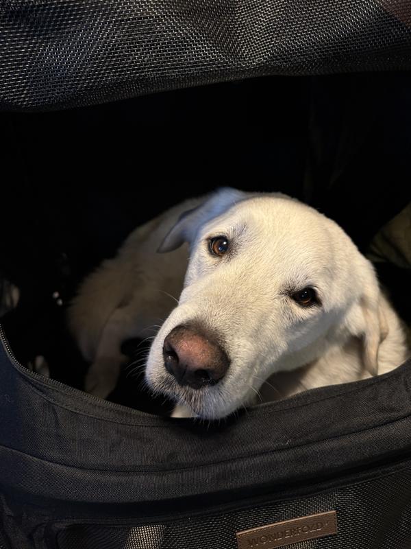 Customer photo for "LOVE a stroller that fits my 75lb dog!"